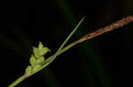 Slender looseflower sedge